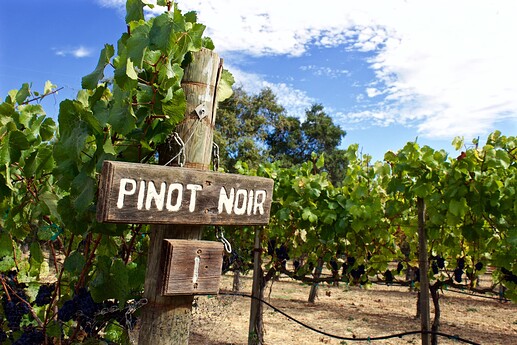 Estate Grown Pinot Noir at Elkhorn Peak, Napa CA