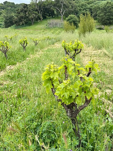 09 Popelouchum