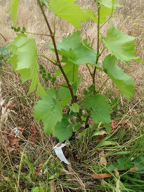grafted Ribolla the first year