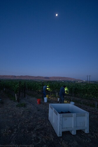 0831 vineyard-14