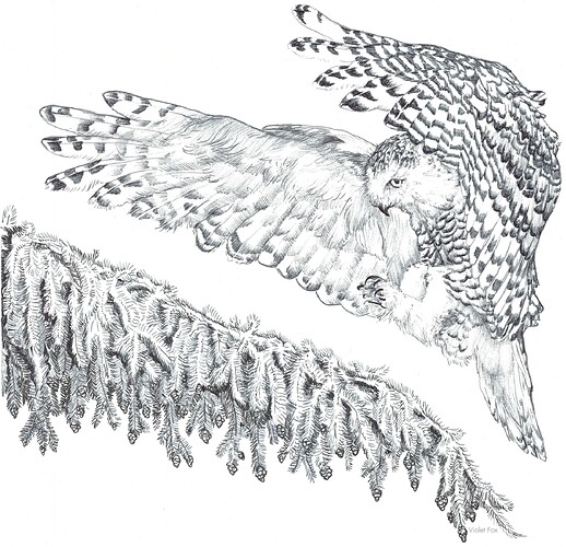 Snowy-Owl-Kelley-Fox