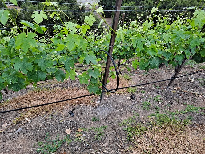 replant 1