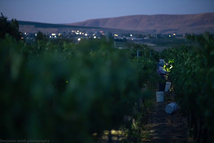 0831 vineyard-12