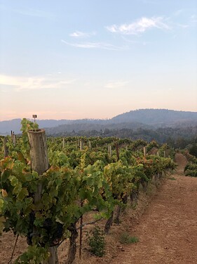 Grist Vineyard