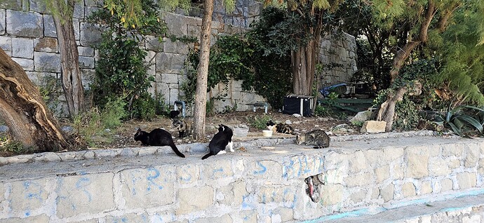 05_04cats