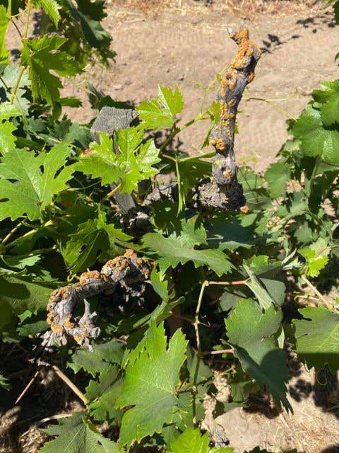 ZinStar Old Vine Gwen Alley J Robinson