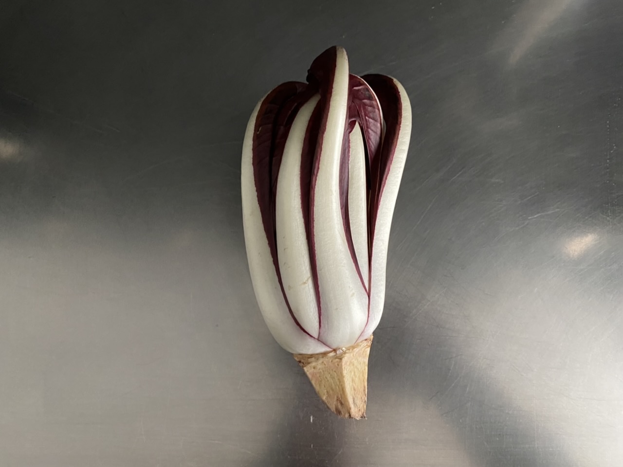 pasta e radicchio di treviso