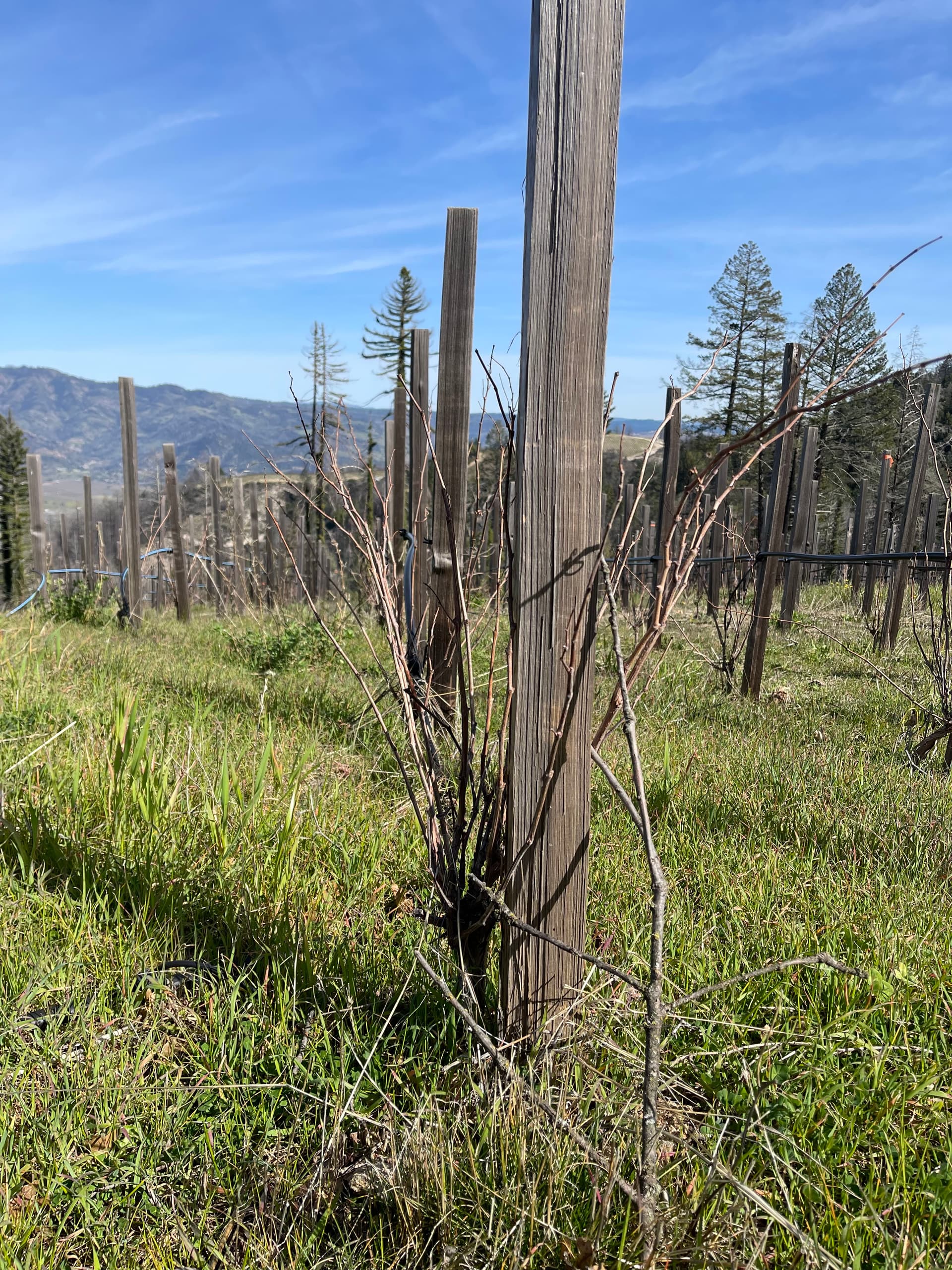 Beta-Jasud Napa visit February 2023 - WINE TALK - WineBerserkers