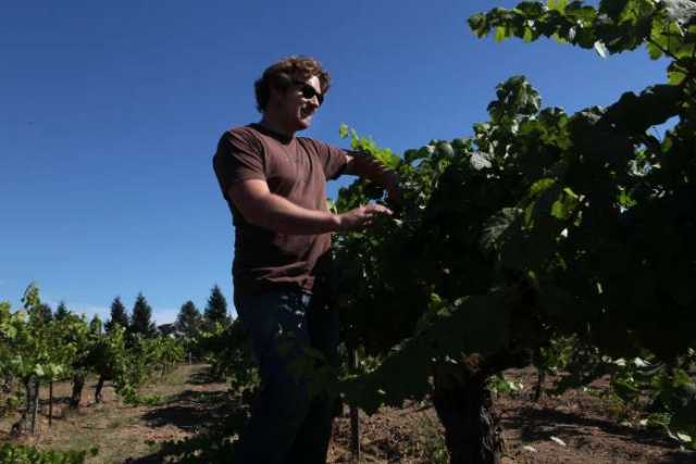 MTP in vineyard SF Chronicle