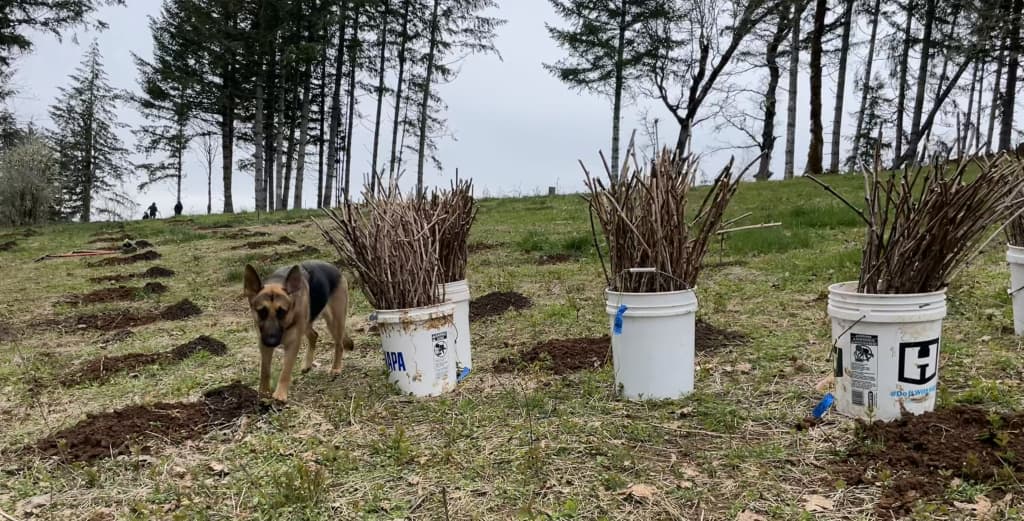 Estate Pinot noir planting