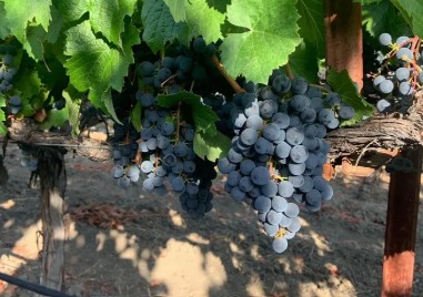 malbec