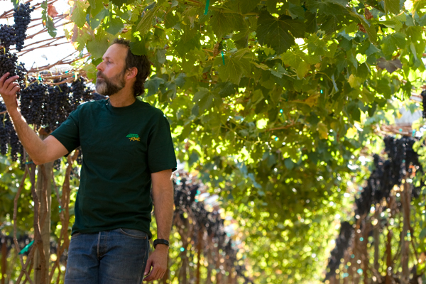 Calypso Syrah a few years back