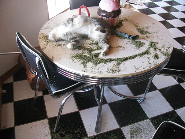 funny-cats-catnip-2-5940dafa387d0__605
