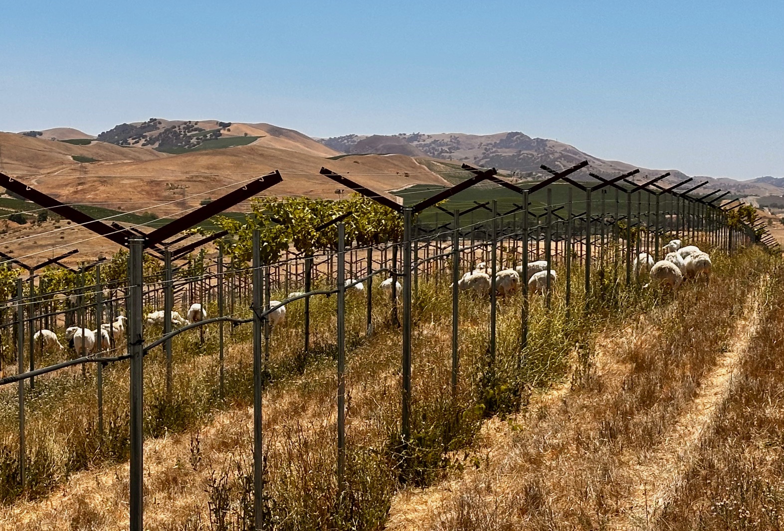 San Benito County Vineyards and Wine – Part 2, Paicines Ranch and