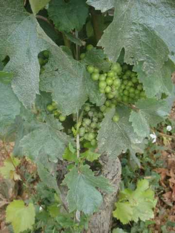 Domaine d'Auvenay  Chevalier-Montrachet (3).jpg