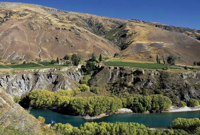 Chard-photo-riverb.jpg