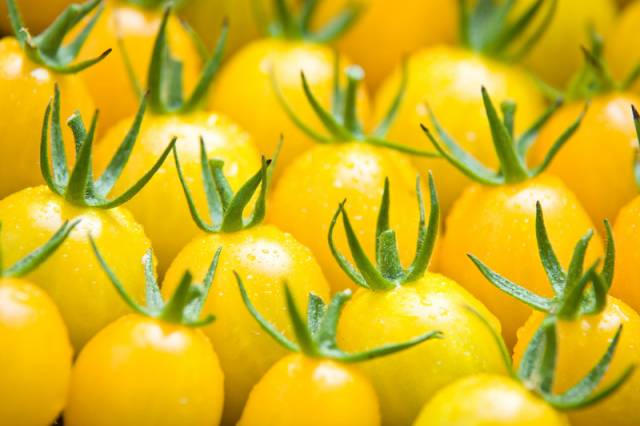 yellow_tomato_800.jpg