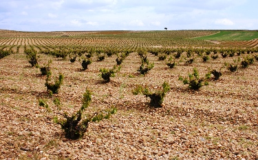 rueda-1.jpg