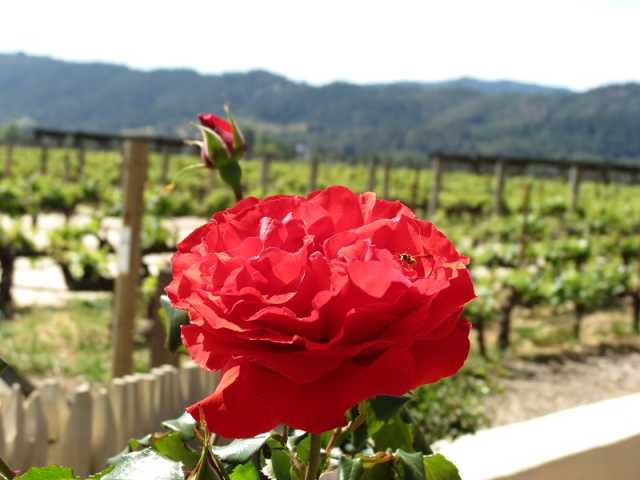 mondavi 022.jpg