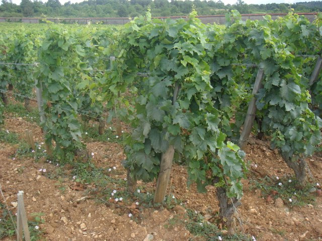 Domaine d'Auvenay  Chevalier-Montrachet (2).jpg