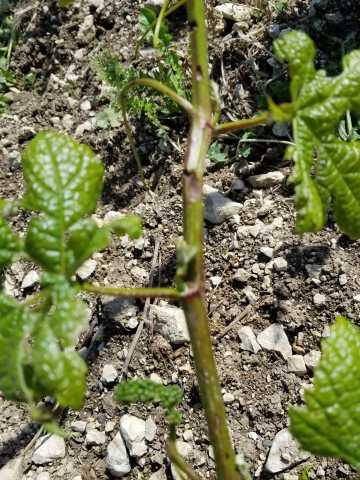 Recent hail damage to Pinot Noir.jpg