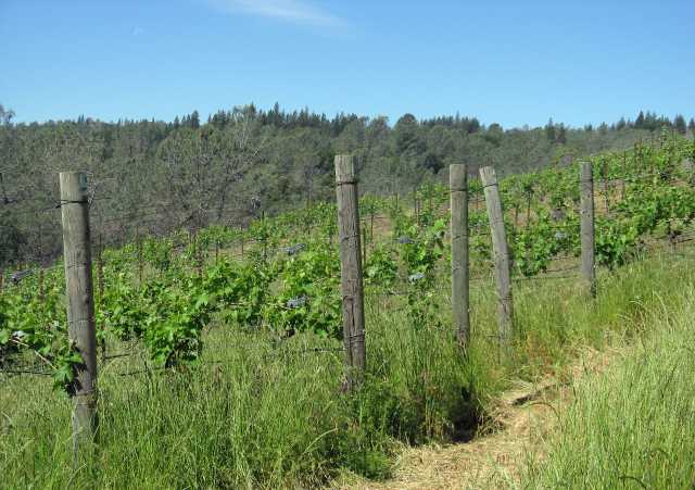 037 clos saron - stone soup vineyard.jpg