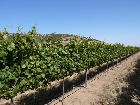 la-belle-rose-vineyard.jpg
