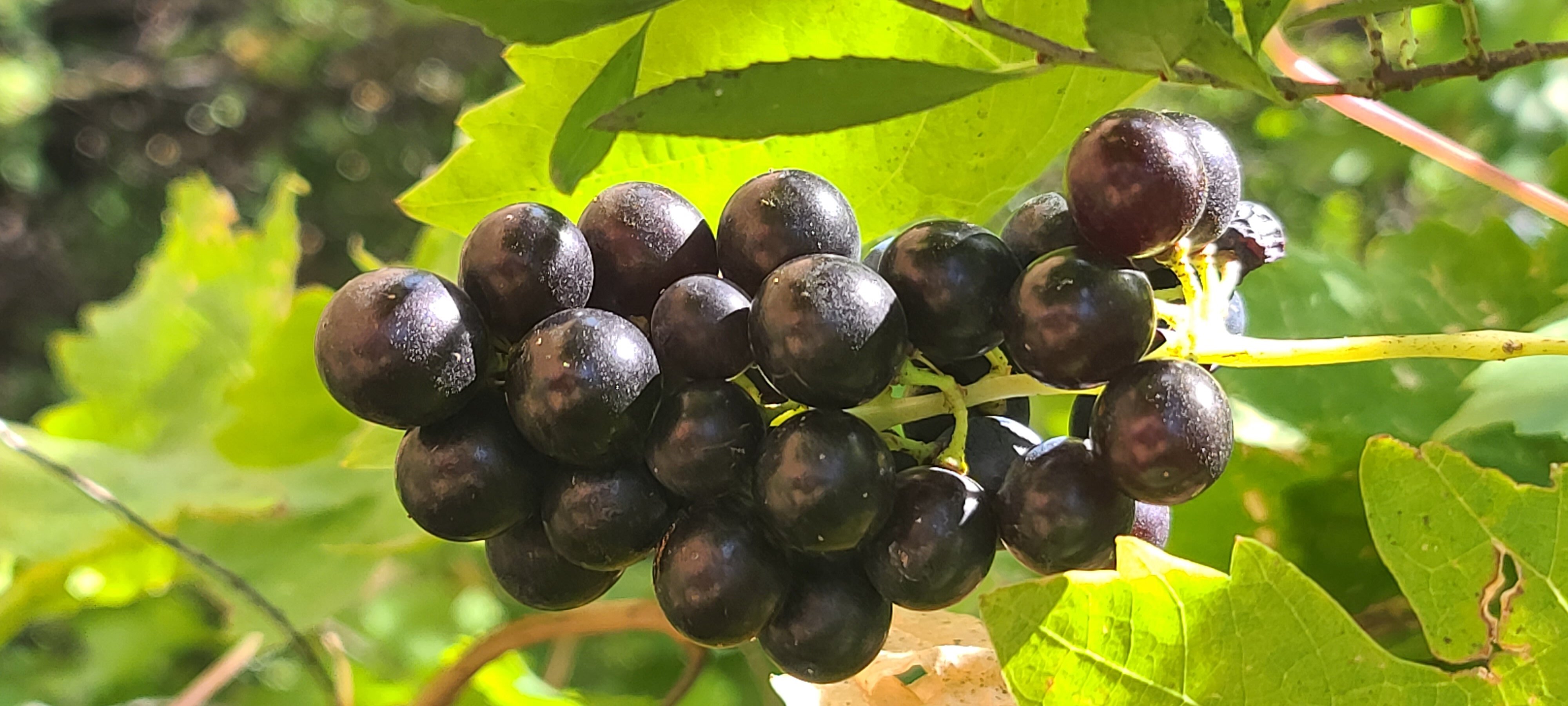 paisgrapes.jpg