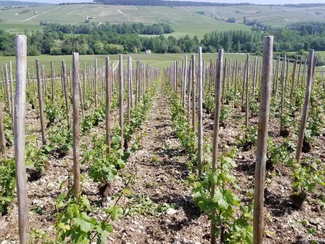 Pinot Noir to confront global warming.jpg