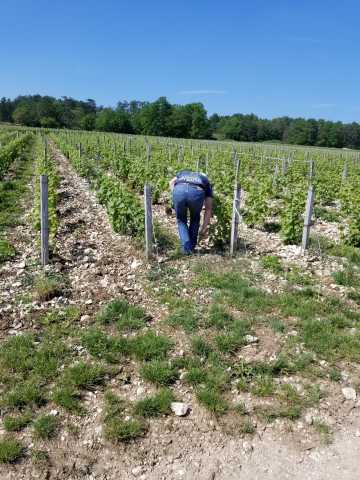 Bertrand digs up some soil from one of his bio-farmed rows.jpg