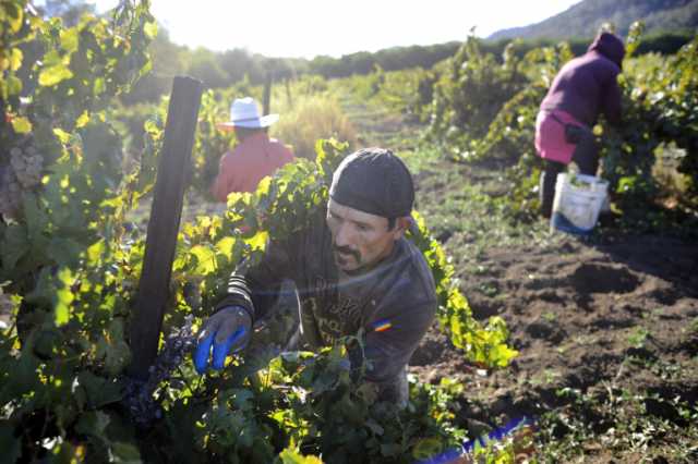 wine_harvest_25.jpg