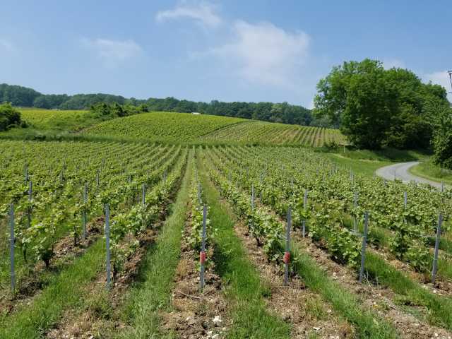 Mousse's biodynamic vineyards on the slope in Cuisles.jpg