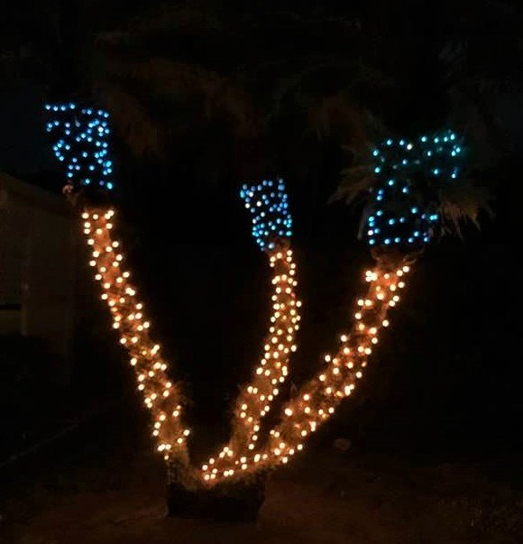 christmas palm.jpg