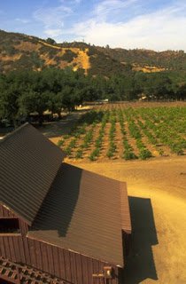 enz-vineyard2.jpg