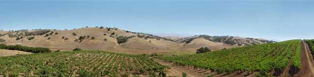 vineyards_2.jpg