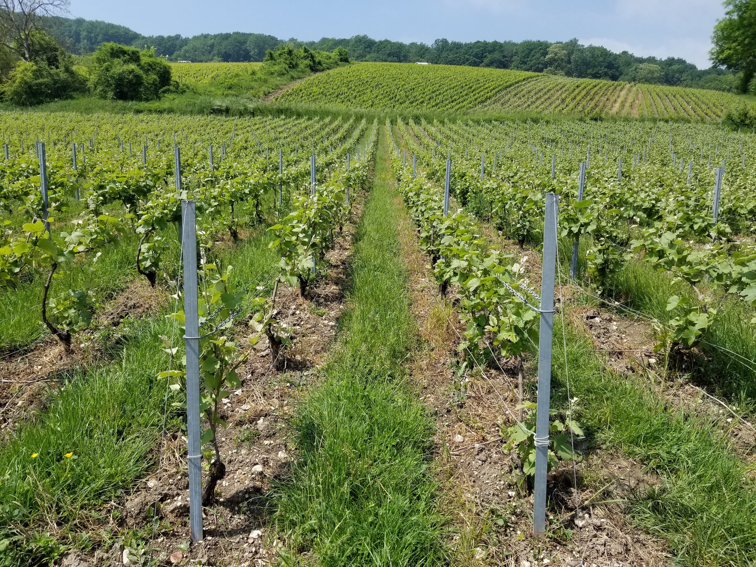 The alive biodynamic soil and vines at Mousse's plot in.jpg