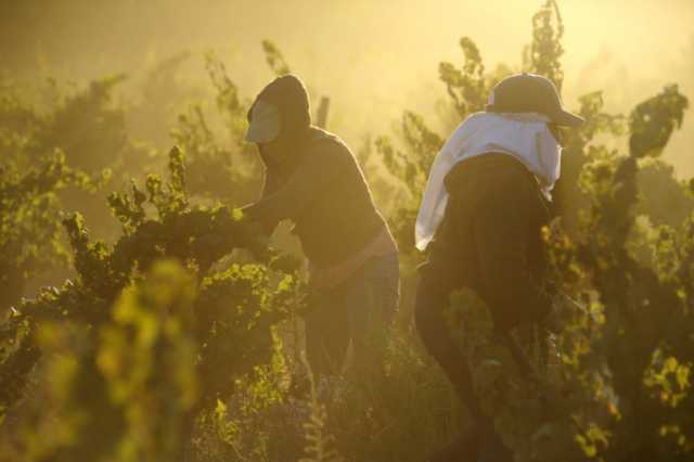 wine_harvest_03.jpg