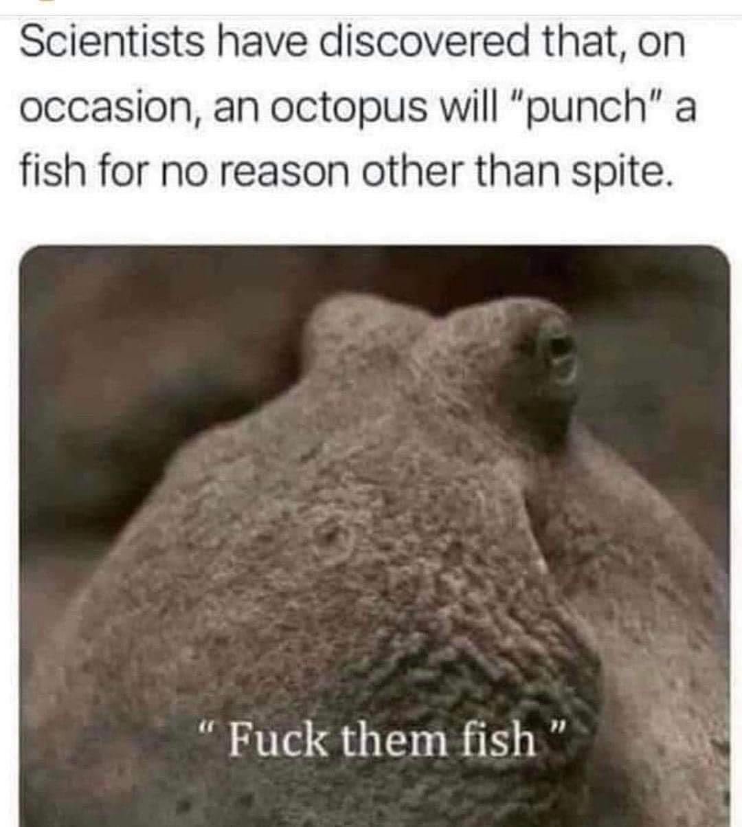 octopus fish.jpg