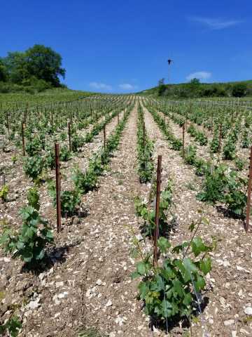 The Vouette chardonnay plot (on the left hand side).jpg