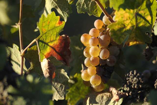 wine_harvest_04.jpg