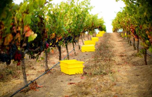 Carneros Harvest 2012.jpg