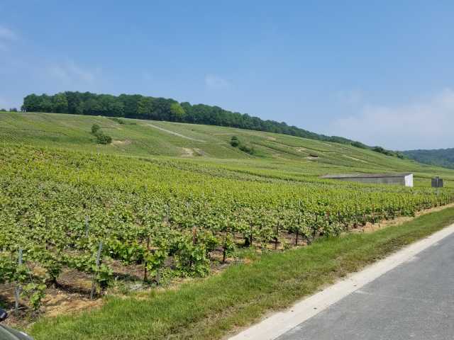 The mid-slope near Fleurie la Riviere.jpg