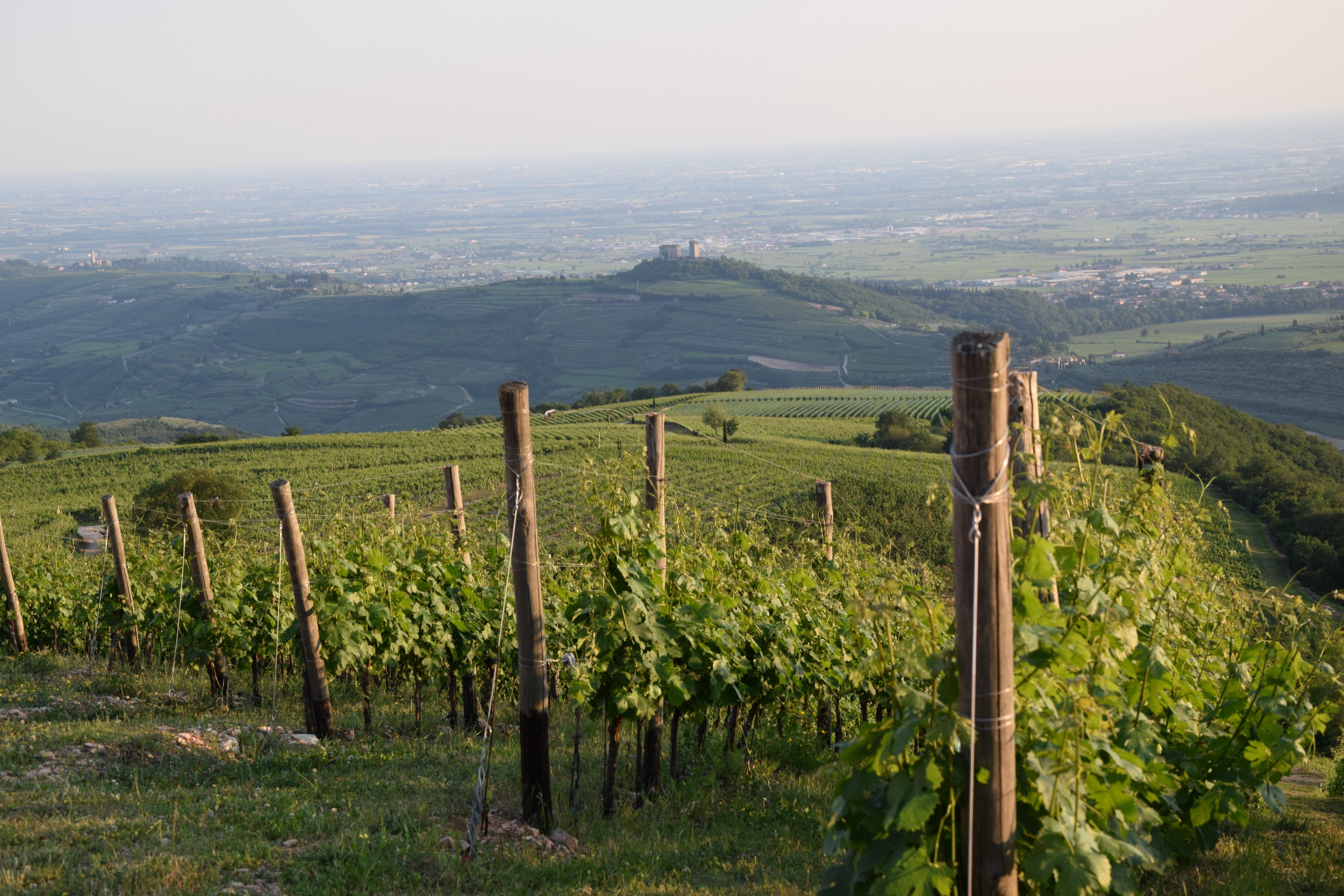 vineyard.jpg