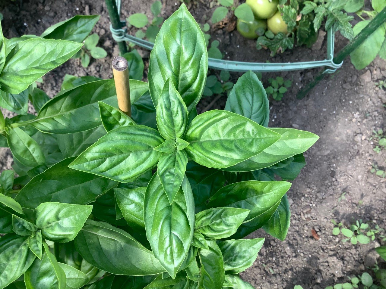 genovese basil.jpg