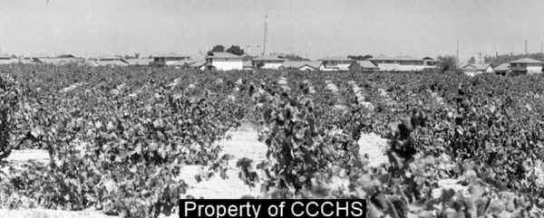 Housing Tracts Back Up to Grape Vines CCHS photo.png