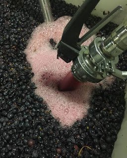 enz mourvedre.jpg