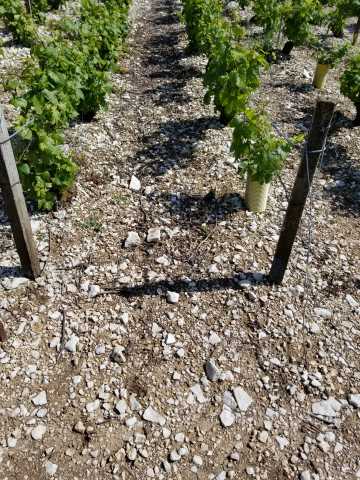 The chemically farmed row, what I fondly named the 'dead' rows.jpg