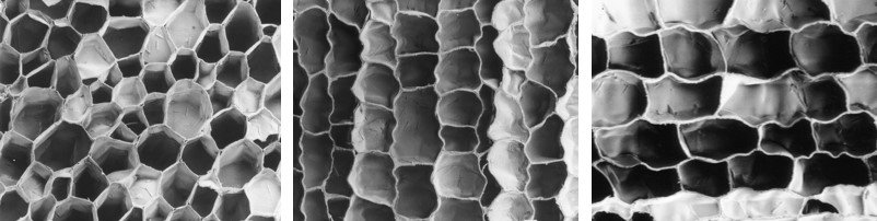 cork cells.jpg