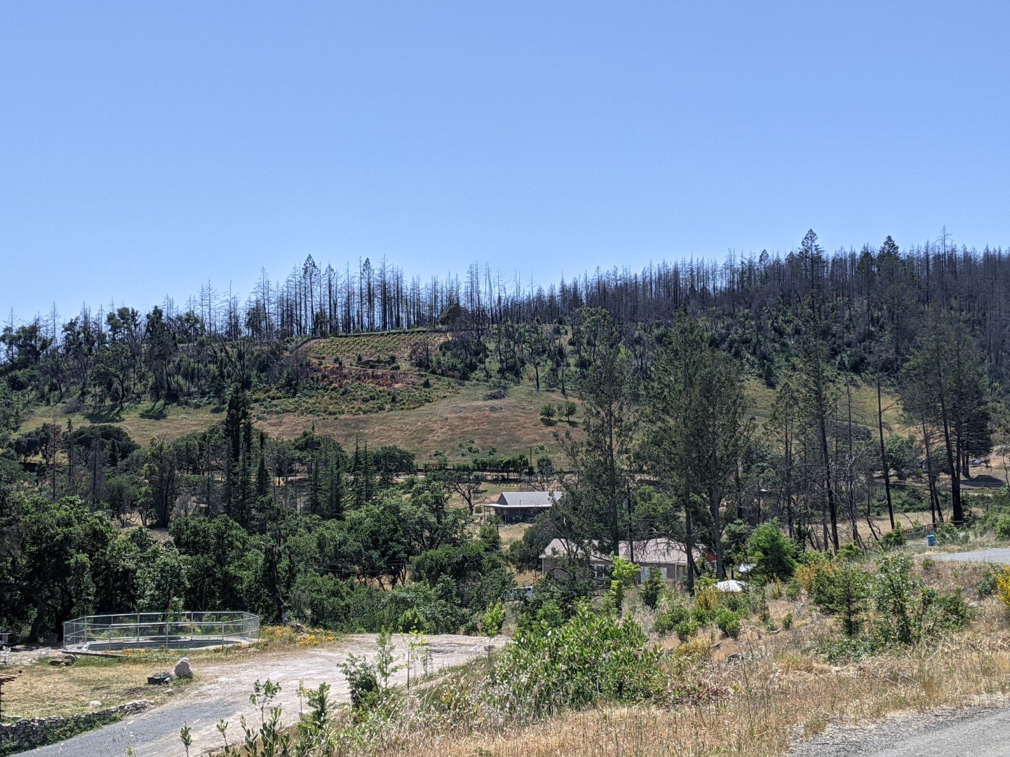PucciniVineyard (Large).jpg