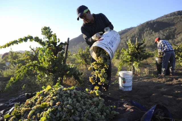 wine_harvest_12.jpg